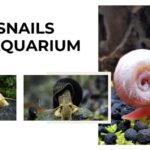 Best Snails for Aquarium