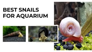 The Best Snails for Aquarium: A Complete Guide