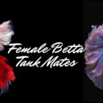 Female Betta Tank Mates