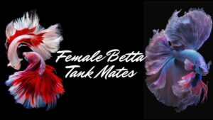 Female Betta Tank Mates