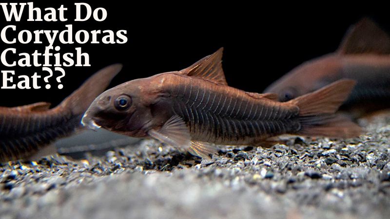 What Do Corydoras Catfish Eat? How to take care?