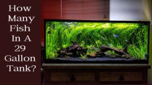 How Many Fish In A 29 Gallon Tank? What fish should be kept in a 29 gallon tank?