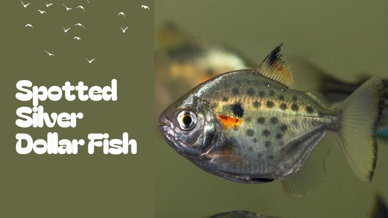 What Is A Spotted Silver Dollar Fish?