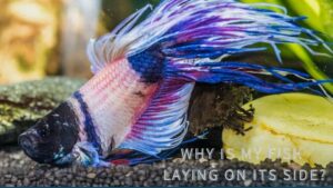 Why Is My Fish Laying On Its Side? Causes and treatments