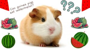 What do guinea pigs eat? Can guinea pigs eat watermelon?