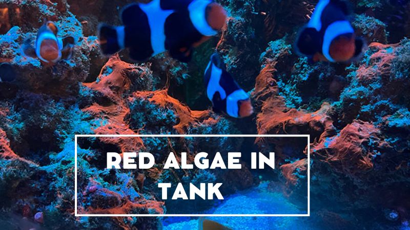 What Is Red Algae In Tank? How To Remove Red Slime Algae