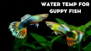 Water Temp For Guppy Fish – Guppy Farming Techniques