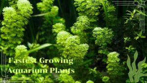 Top 10 Fastest Growing Aquarium Plants for Rapid Greenery