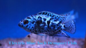 Electric Spark in Your Tank: The Alluring Electric Blue Jack Dempsey Fish