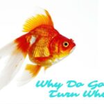 Why Do Goldfish Turn White