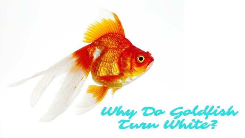 Why Do Goldfish Turn White? Causes, Signs, and Prevention