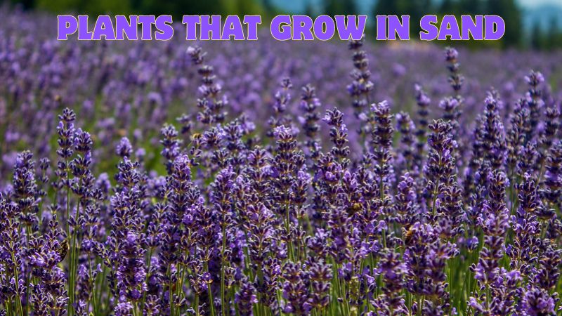 Top 10 Most Prominent Plants That Grow In Sand