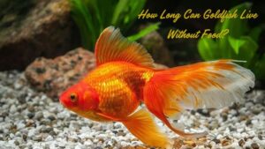 How Long Can Goldfish Live Without Food?