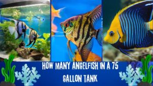 How Many Angelfish In A 75 Gallon Tank?