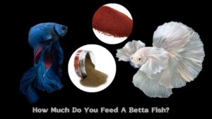 What Do Betta Fish Eat? How Much Do You Feed A Betta Fish?