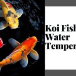 koi fish water temperature