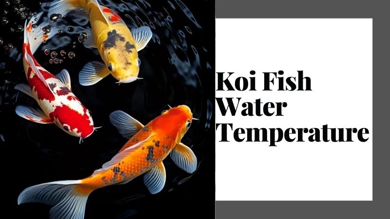 Managing Koi Fish Water Temperature: Tips and Techniques