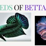 breeds of betta fish