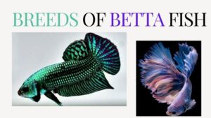 Exploring Different Breeds of Betta Fish: From Veiltails to Halfmoons