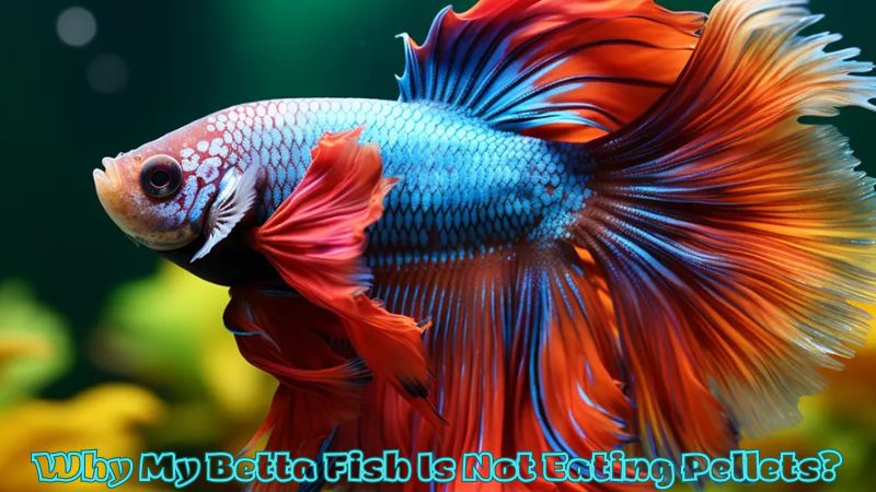 Why My Betta Fish Is Not Eating Pellets? Cause and Treatment