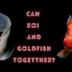 can koi and goldfish live together