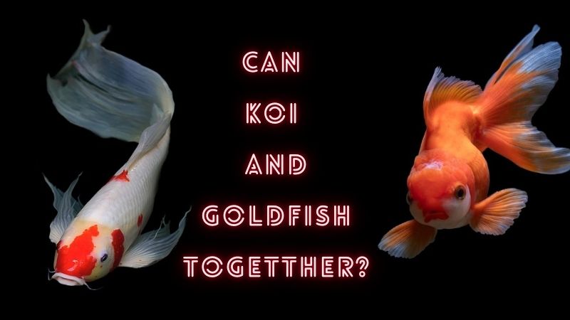 Can Koi And Goldfish Live Together? How To Set Up A Koi And Goldfish Pond