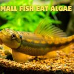 Small fish eat algae