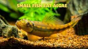 Small Fish Eat Algae: Which helps clean your tank