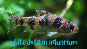 Understanding the Mystery of White Dots in Aquarium Fish