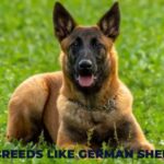 Dog Breeds Like German Shepherd