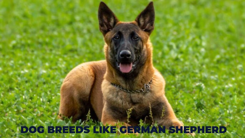 Dog Breeds Like German Shepherd