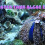 saltwater tank algae eaters