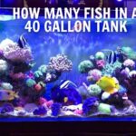 how many fish in a 40 gallon tank