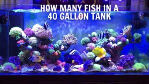 How Many Fish In A 40 Gallon Tank? Considerations before stocking a 40-gallon tank