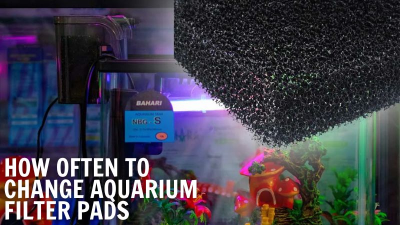 How Often To Change Aquarium Filter Pads?