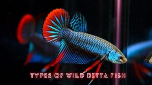 Types of Wild Betta Fish: A Fascinating World Beyond the Aquarium