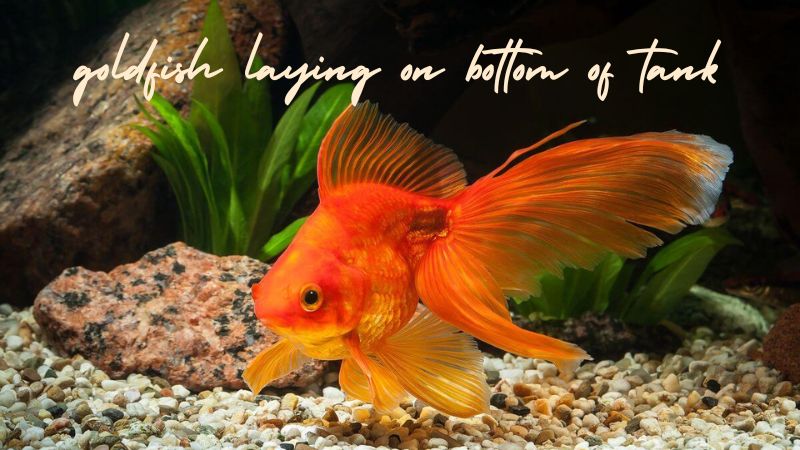 Why goldfish laying on bottom of tank? How to prevent and treat?